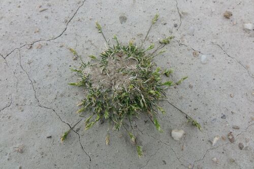 Poa maniototo, 2025-10-17