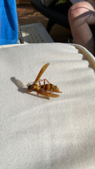 Polistes carnifex carnifex