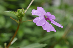 Impatiens platypetala