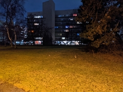 Oryctolagus cuniculus