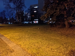 Oryctolagus cuniculus