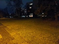 Oryctolagus cuniculus