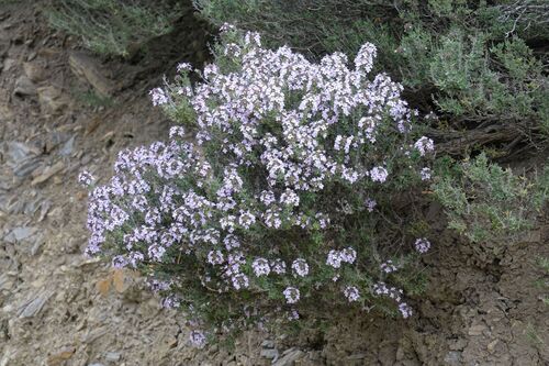 Thymus vulgaris