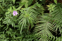 Impatiens platypetala