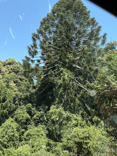 Araucaria bidwillii