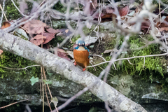 Alcedo atthis ispida