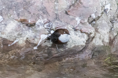 Cinclus cinclus aquaticus