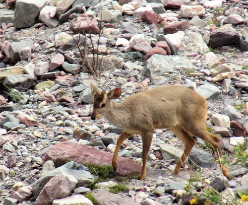 Southern Brown Brocket, photo 5 of 9