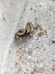 Lepidoptera