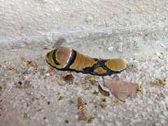 Lepidoptera