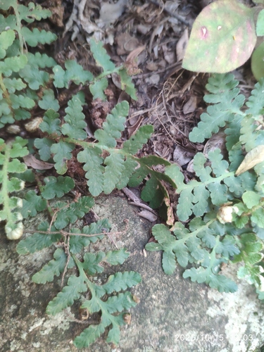 Scaly Fern (Asplenium cordatum)