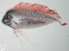 Polka-Dot Ribbonfish photo 2