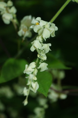 Antigonon flavescens
