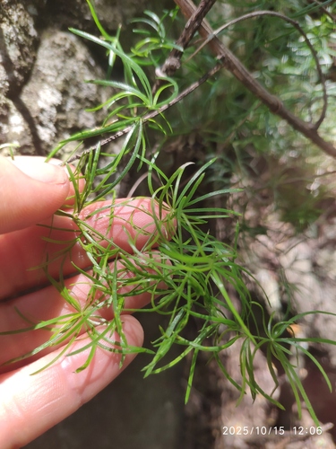 Asparagus angusticladus, photograph 2