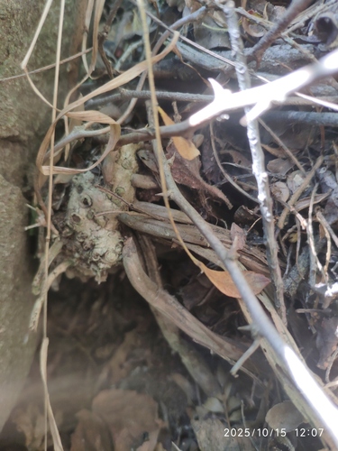 Asparagus angusticladus, photograph 4