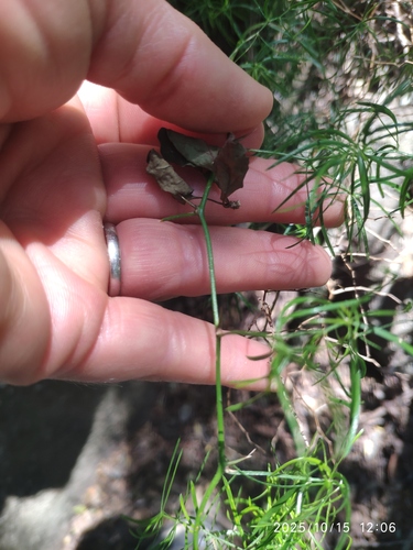 Asparagus angusticladus, photograph 3