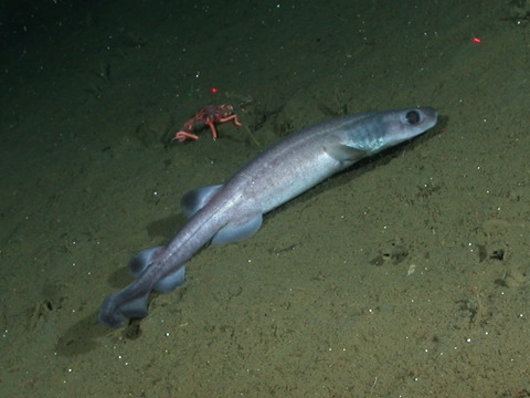Parmaturus
