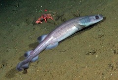 Filetail Cat Shark photo 1