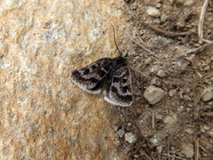 Metaxmeste schrankiana