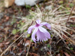 Soldanella pusilla