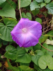 Ipomoea indica
