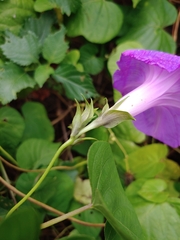 Ipomoea indica