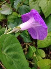 Ipomoea indica