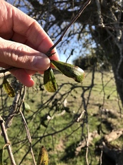 Diospyros texana