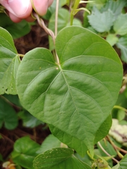 Ipomoea indica