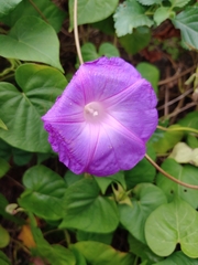 Ipomoea indica