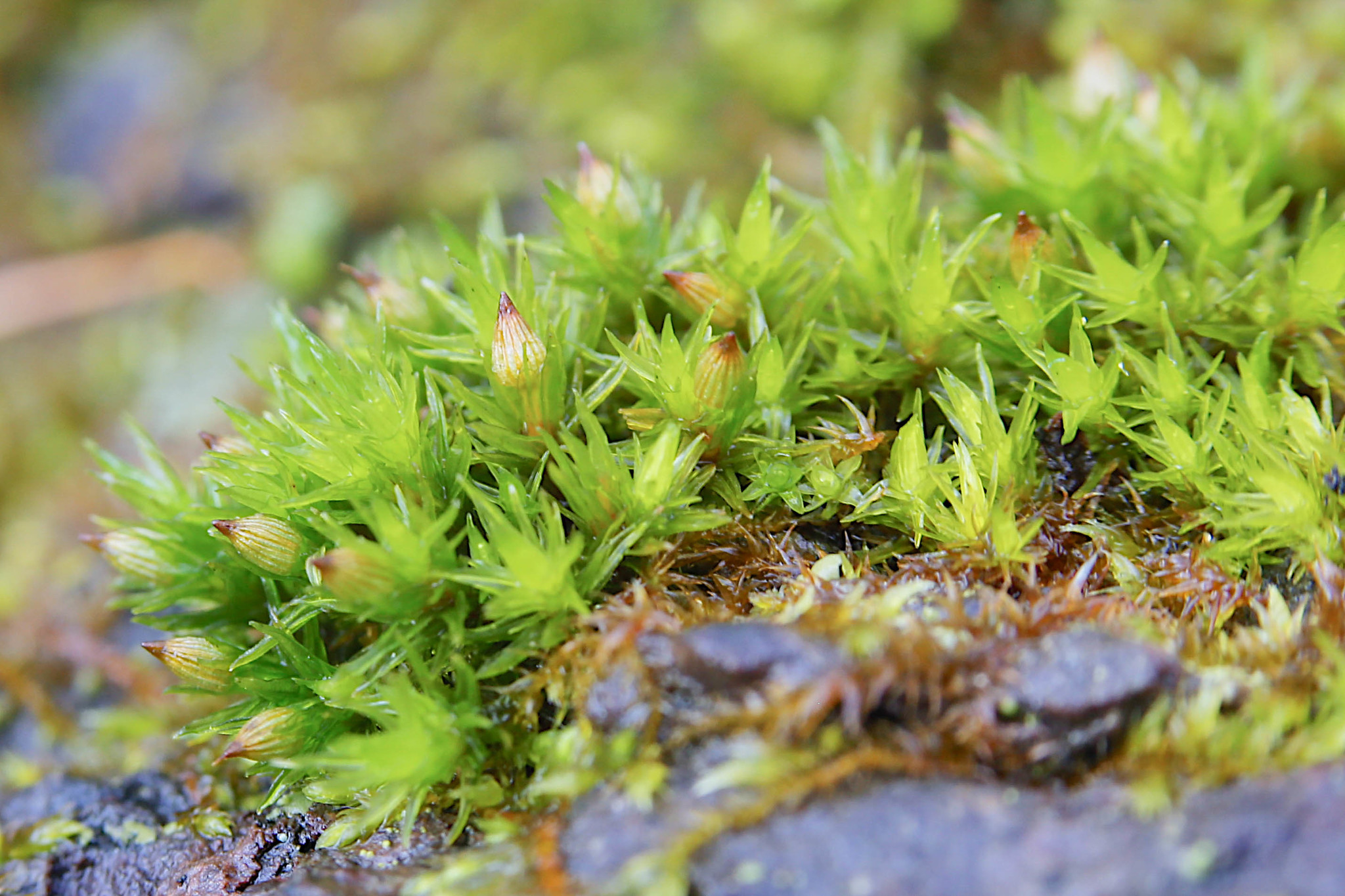Orthotrichum stellatum