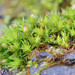 Starry Bristle Moss - Photo (c) Yankech gary, some rights reserved (CC BY-ND)