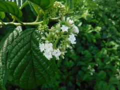 Heliotropium verdcourtii