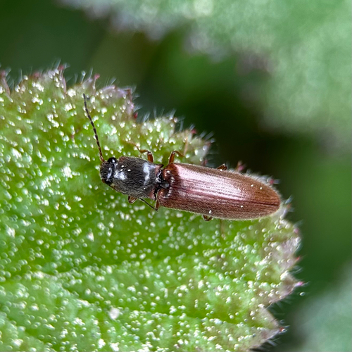 Rotrandiger Brauner Schnellkäfer