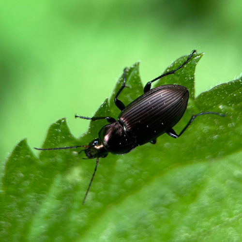Kupferfarbener Buntgrabläufer