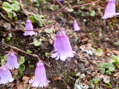 Soldanella pusilla