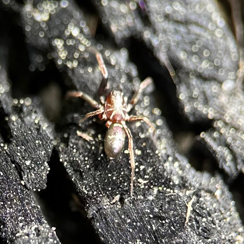 Streifbein-Schillerspinne