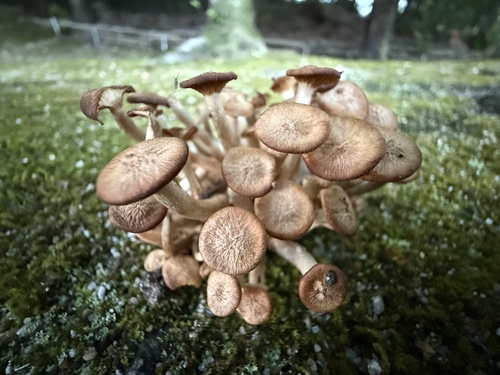 Desarmillaria tabescens