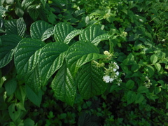 Heliotropium verdcourtii