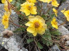 Geum reptans