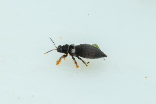 Gorse thrips