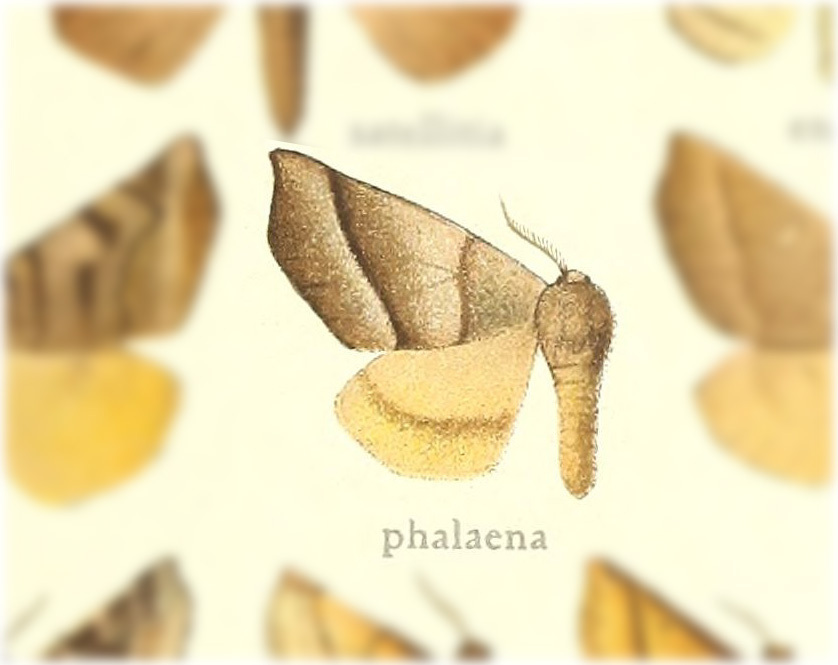 Thelosia phalaena