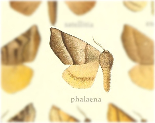 Thelosia phalaena