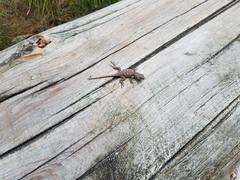 Sceloporus undulatus