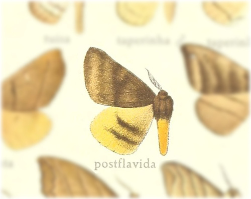 Thelosia postflavida