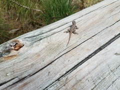 Sceloporus undulatus