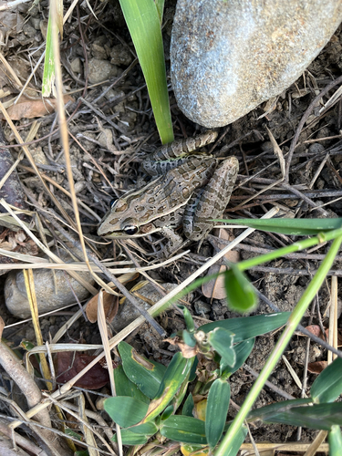Browns' Leopard Frog