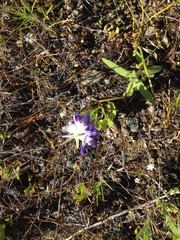 Delphinium uliginosum