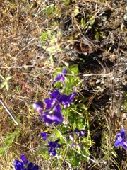 Delphinium uliginosum