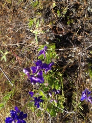 Delphinium uliginosum